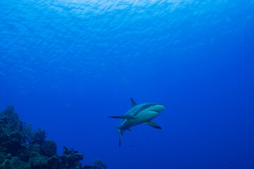 Fototapeta na wymiar A reef shark off Bloody Bay Wall in Little Cayman. These predators are a welcome sight for scuba divers