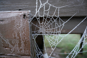 Eingefrorenes Spinnennetz