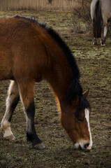 brown horses eating grass, brown horse and white horse on a farm
