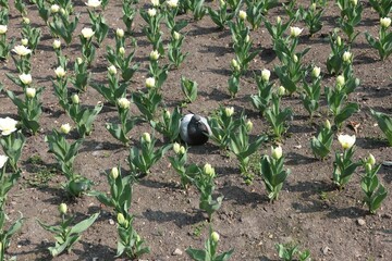 a field of flowers and Pigeon in a garden