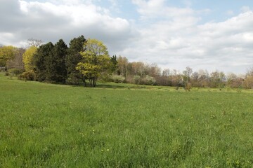 landscape with trees and clouds