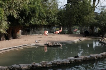flamingos in the park