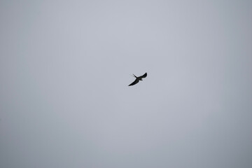 birds in flight