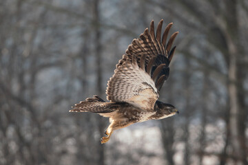Mäusebussard im flug