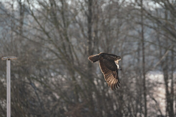 Mäusebussard im flug