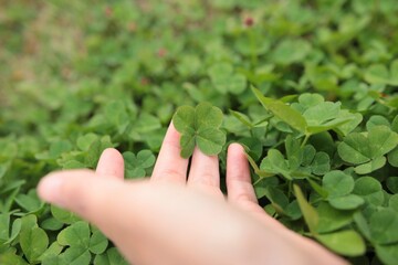 hand holding four-leaf clover