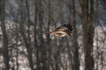 Mäusebussard im flug