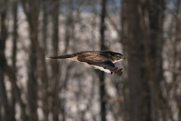 Mäusebussard im flug