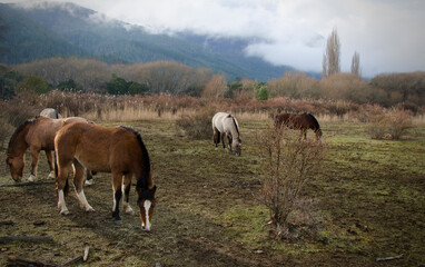 Fototapeta na wymiar horses eating, chestnut brown horses on a farm