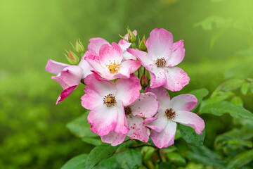 Bright pink shining rose, latin: rosa nitida, with blurry background