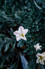 Fototapeta premium Flowers in the garden