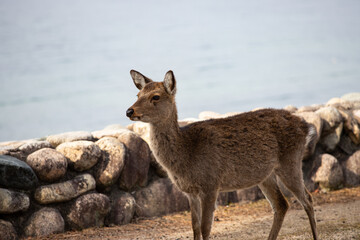 広島県宮島、鹿の精悍さ。
