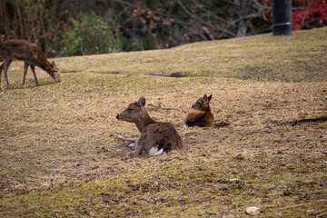 EOS6DMk2,広島県宮島、鹿の親子。