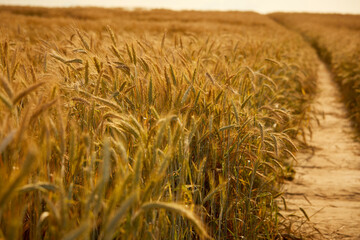 field with organic ripe wheat