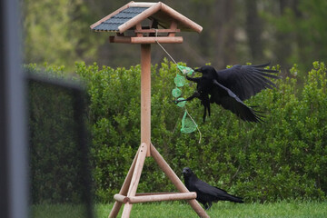 Krähen während eines Raubzugs