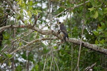 tailed lemur