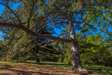 Alupkinsky Park (also known as Vorontsov Park)