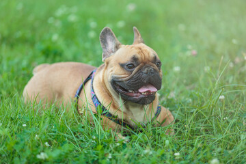 Funny french bulldog outside. Adorable orange bulldog in the park on green grass.