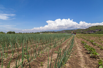 Fototapeta na wymiar Scenic view of a field covered in onion plant plants on a clear sky background