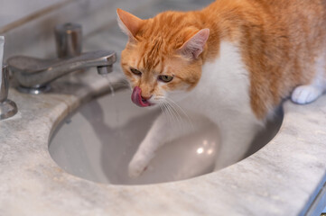 yellow cat licking and drinking water in the sink