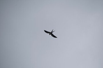 birds in flight