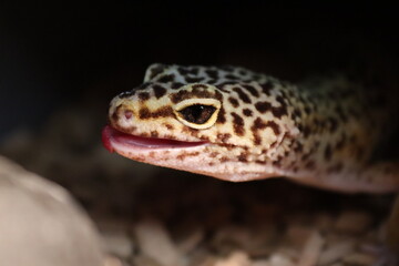 close up of a lizard