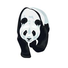 
Cute panda bear. Chinese bear. Vector illustration isolated on white.