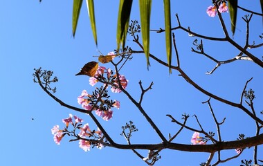 ipê no Cerrado