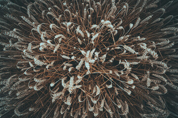 Weizenfeld von oben mit Top Shot