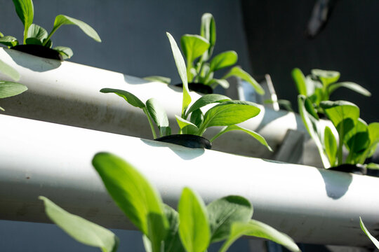 eco-friendly agriculture at home