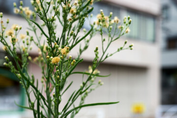 雑草・花・茎・アップ・街中・街角