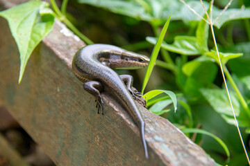 snake in the grass