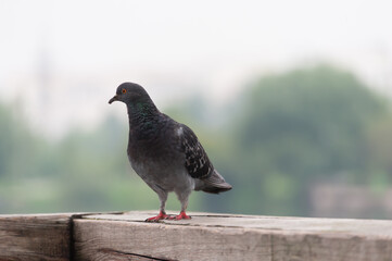 A pigeon is sitting on the railing