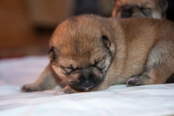 A small puppy of the Japanese breed Shiba Inu does not open his eyes yet
