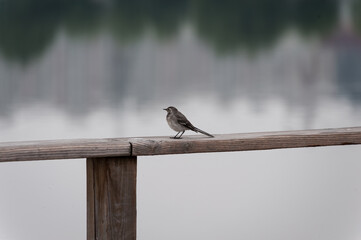A young wagtail is sitting on the railing