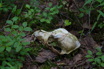 The animal's skull is lying in the grass. A blade of grass grows through the eye socket