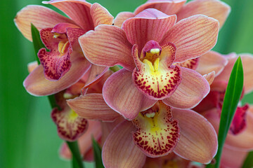 Fototapeta premium Orquídea