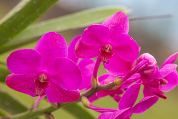 Orquídea