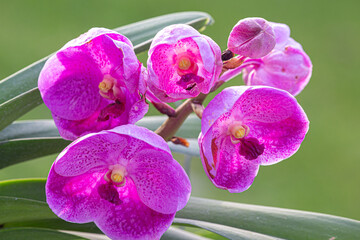Orquídea