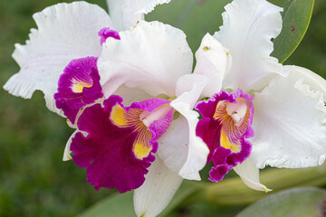 Orquídea