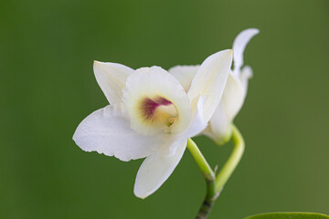 Fototapeta premium Orquídea