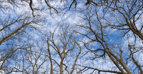 Panorama from below of winter trees with background of blue sky and white clouds