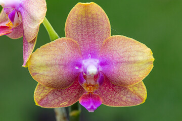 Orquídea