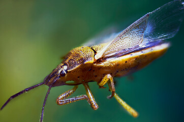 insecto, macro extremo
