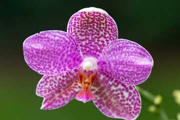 Orquídea
