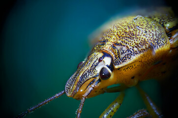 macro extremo insecto