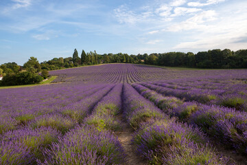 Plakat Field of Kentish lavender flowers.