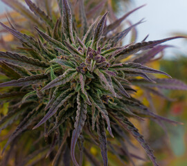 Almost macro image of violet marijuana flower in flowering stage, with high levels of thc and cbd. Grown outdoors for medicinal use.