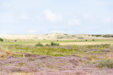 Fototapeta premium landscape with cows