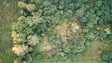 Aerial shot of treetops near Callicoon, in the Catskills area of upstate, New York